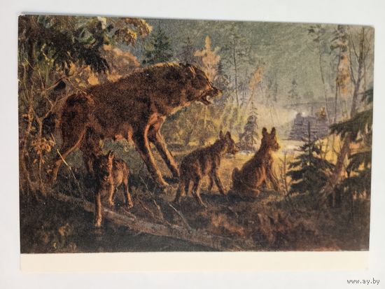 1954. Савицкий. Встреча волков с трактором