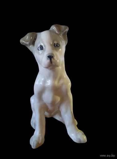 С РУБЛЯ! Щенок дога, ЗИК Конаково