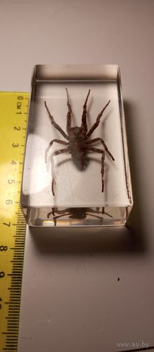 Паук в эпоксидке