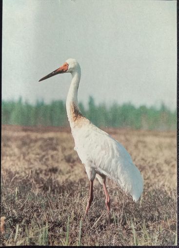 Стерх 1988
