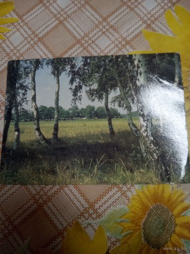 Открытка. Летний пейзаж. Фото Салеева. 1986 год