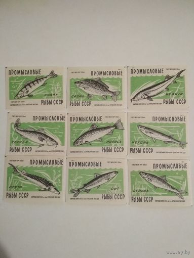 Спичечные этикетки ф.Красная звезда. Промысловые рыбы СССР. 1959 год