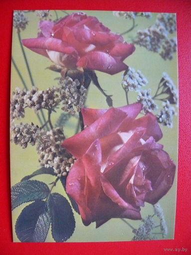 Маковска М., Розы, 1981, чистая (Польша).