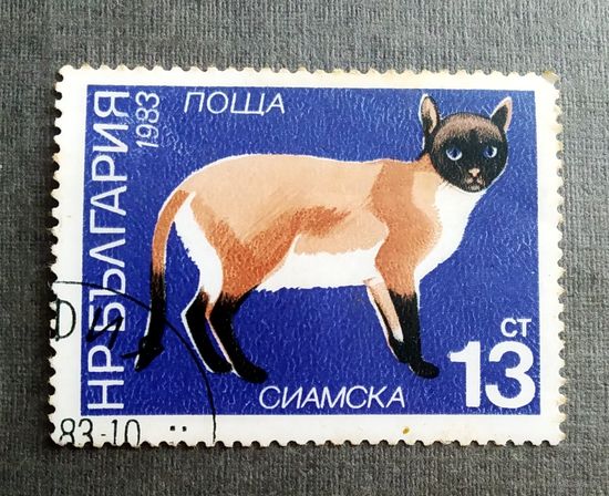 Марка Болгария 1983 год Кошка