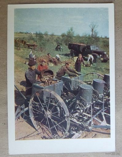 Посадка картофеля в колхозе им. Белорусского военного округа 1957