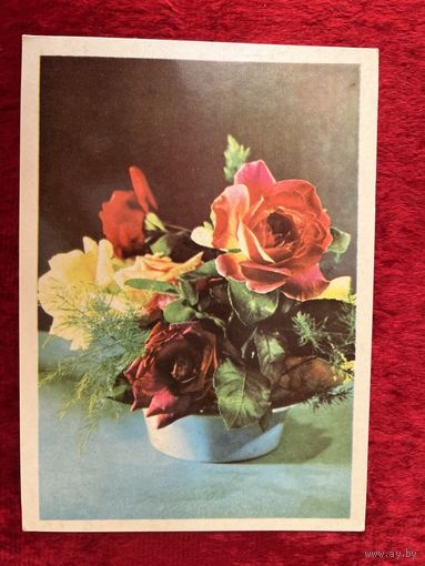 Розы. Чистая. 1969 год. Фото А. и М. Ананьиных