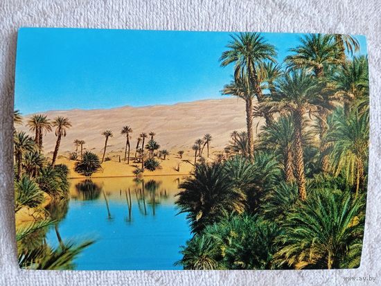 Алжир. Оазис в дюнах