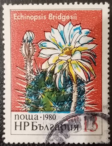 Болгария 1980. Кактус. Echinopsis Bridgesii
