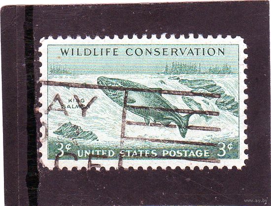 США. Ми-701. Чинук Лосось (Oncorhynchus tshawytscha). Серия: Проблема сохранения дикой природы.1956.