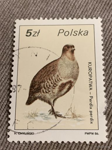 Польша 1986. Куропатка. Марка из серии