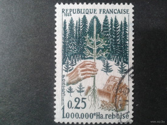Франция 1965 лес, посадка дерева