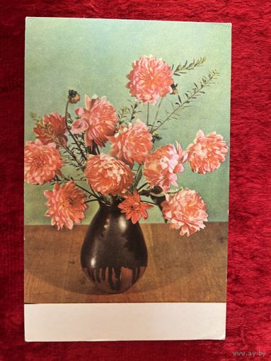 Георгины Фото Е. Игнатович 1968 год