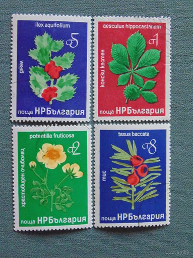 Болгария. Цветы.