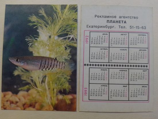 Карманный календарик. Аквариумные рыбы.1992 год