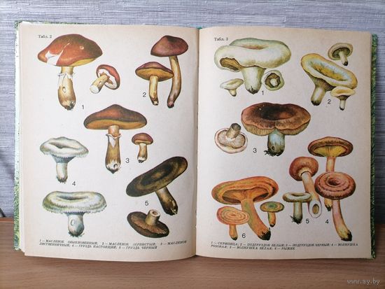 Книга Дары наших лесов