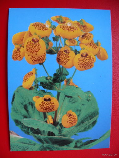 Врублевски В., Кальцеолярия, 1981, чистая (Польша).