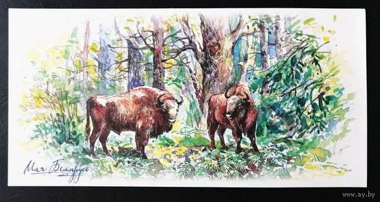 Зубры. Беловежская пуща. Моя Беларусь. Т. Дольская 2016 г. Тираж 2000. Чистая #0207-V2P104