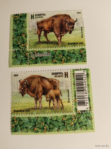 Беларусь  2024  2 м зубры