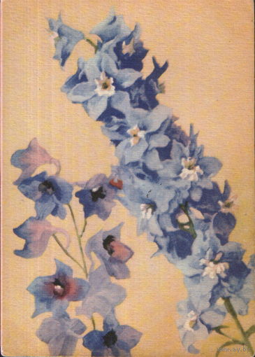 Чистая открытка Польша "Дельфиниум" худ. Мацей Неринг