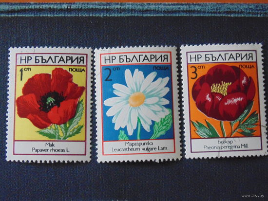 Болгария. Цветы.
