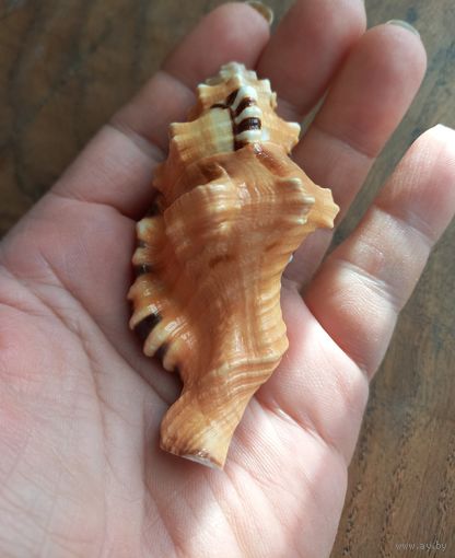 Ракушка Пятнистый тритон, Циматиум Лоториум.