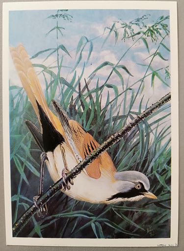 Усатая синица. Худ. В.Егоров. Открытка, 1984