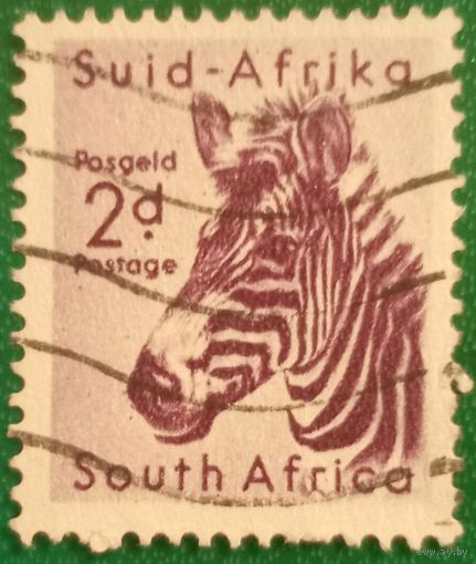 Южная Африка 1970. Фауна. Зебра