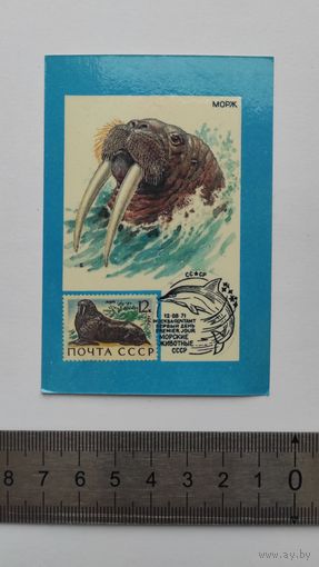 Календарик 1990 год. "Морж. Марка. Спецгашение". Союз филателистов СССР.