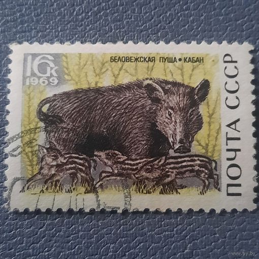 СССР 1969. Беловежская пуща. Кабан. Марка из серии