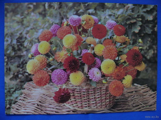 Фото Л. Саркисовой, Б. Коровина, Георгины, 1986, чистая.