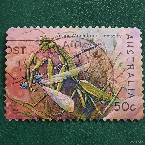 Австралия 2003. Фауна. Богомол