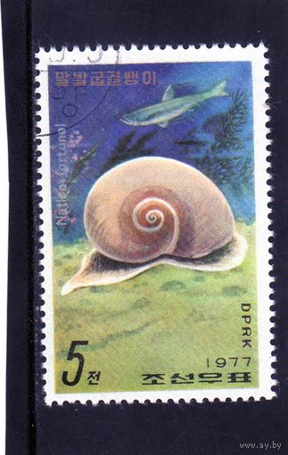 Корея.Ми-1669.Морская улитка (Natica fortunei) Серия: Морские улитки и рыба.1977.