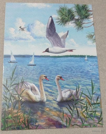 Посткроссинг. Открытка Национальный парк Нарочанский (10х15). Прошла почту. Художественные марки, чёткий штемпель.