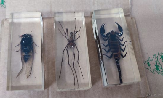 Коллекция Настоящие насекомые.