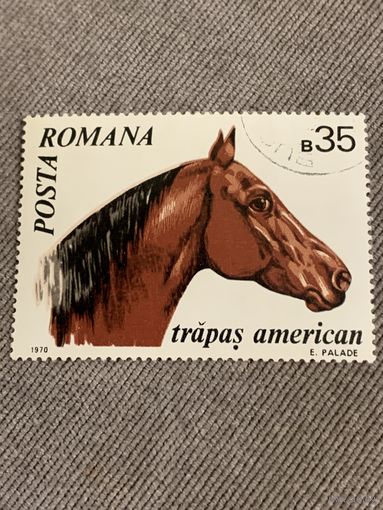 Румыния 1970. Породы лошадей. Марка из серии