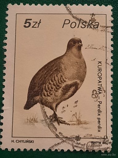 Польша 1986. Куропатка. Марка из серии