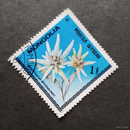 Марка Монголия 1979 год Цветы
