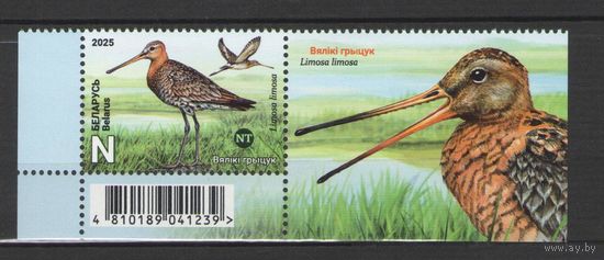 Марки Беларуси. 2025г. Птица года "Большой веретенник" (с купоном)