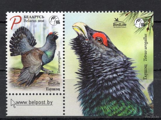 Беларусь 2020.Птица года Глухарь 1марка+купон (1068)