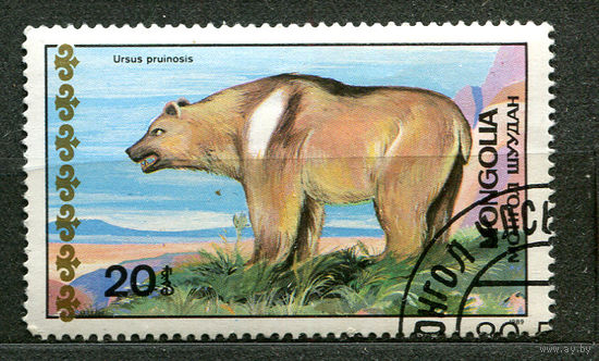 Медведь. Монголия. 1989