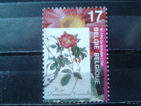 Бельгия 1997 Роза