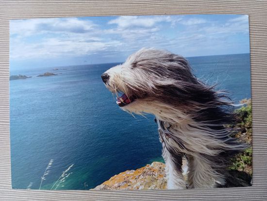 О-11. ПОДПИСАННАЯ ОТКРЫТКА. ГЕРМАНИЯ. ПЕС НА БЕРЕГУ МОРЯ.