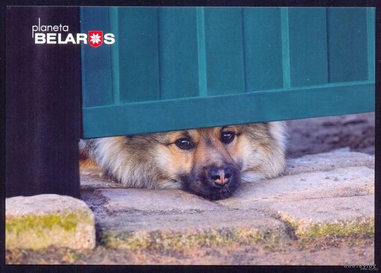 Планета Беларусь, собака, Ивановский район, 2022, тираж 3000