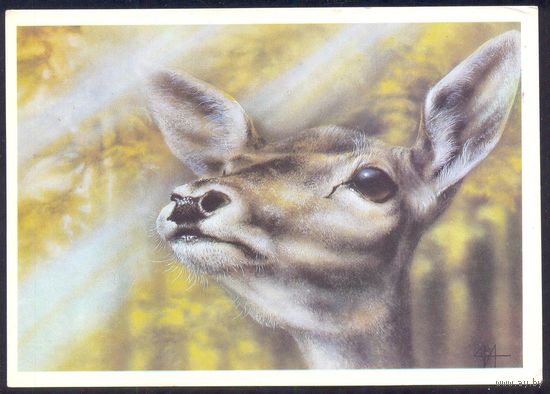 СССР 1989 фауна Оленуха Исаков