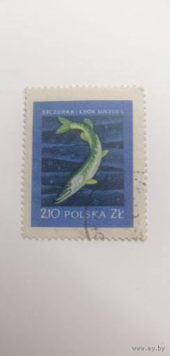 Польша 1958. Рыбы