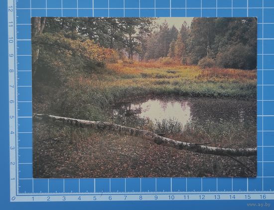 Открытка 1986 год. "Осень". Фото В. Гипенрейтера.