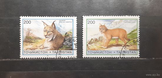 Таджикистан. 1996 год. Фауна. Дикие кошки (718)