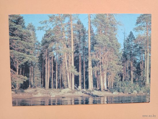 Открытка 1985