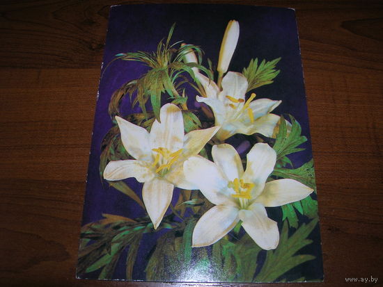 Цветы Лилия 1989 год чистая