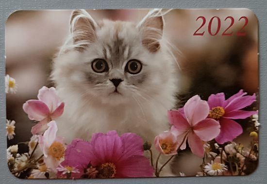 Кот. Календарик, 2022